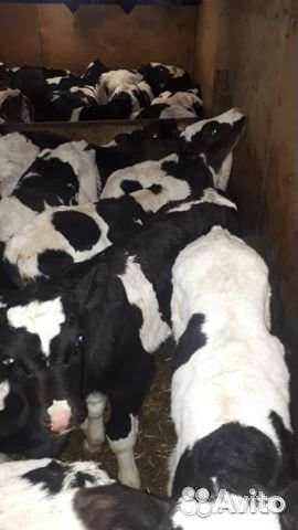 Бычки телята породитстые мясного направления