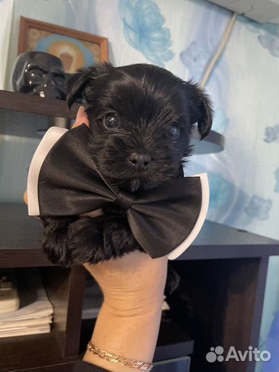 Йоркширский терьер