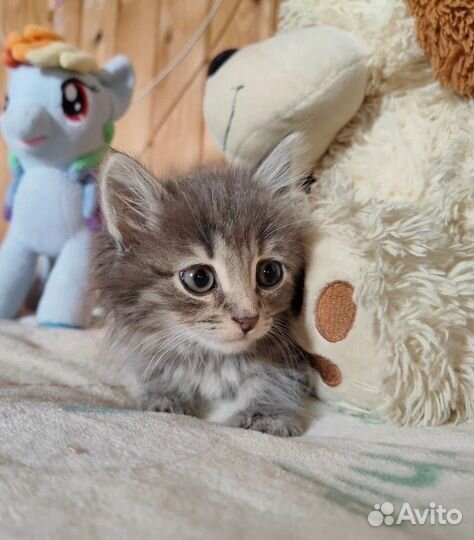 Котята бесплатно