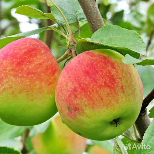 Саженцы яблони 