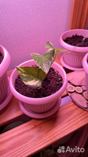 Сциндапсус(Эпипремнум золотистый)