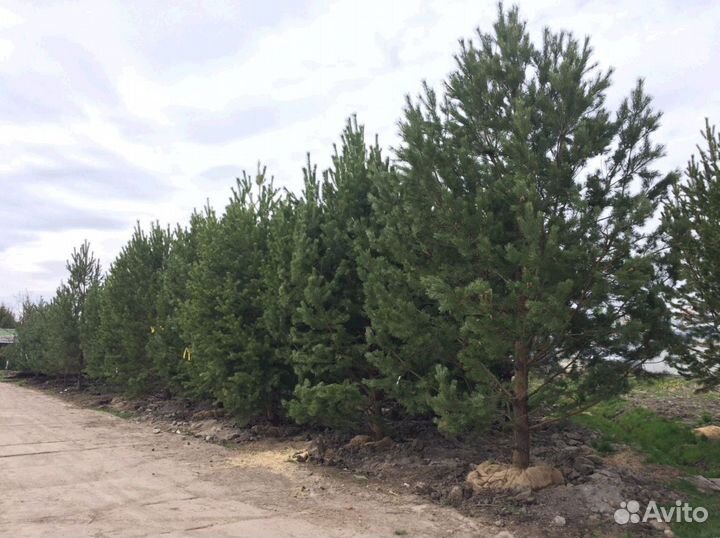 Сосна обыкновенная 7 м