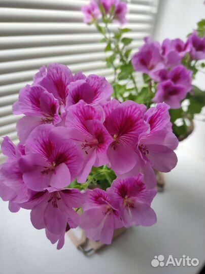 Герань пеларгония королевская
