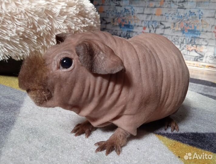 Морская свинка скинни