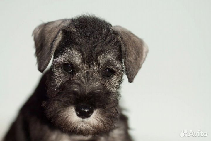 Цвергшнауцер щенки