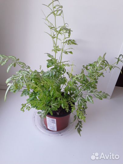 Папоротник Птерис мечевидный / подарок