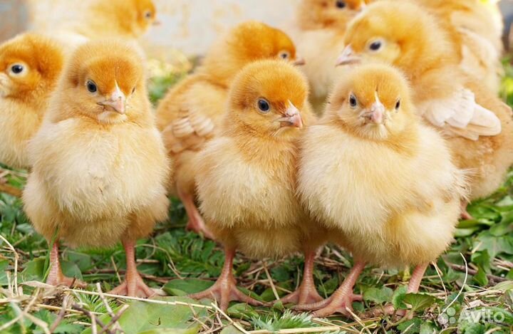 Комбикорма