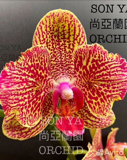 Орхидея фаленопсис Golden Leopard