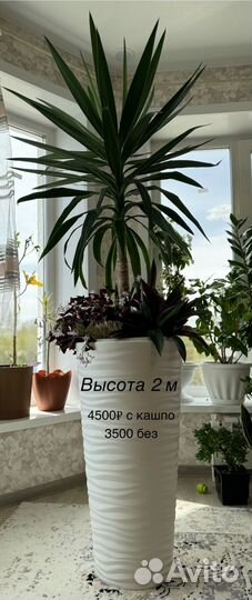 Комнатные растения цветы большие