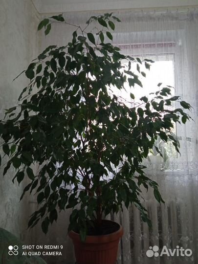 Фикус бенджамина большой