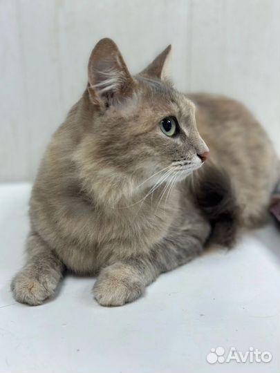 Кошечка в добрые руки