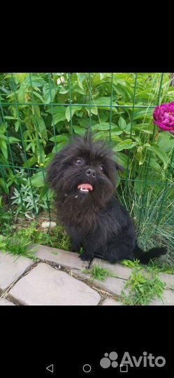 Аффенпинчер