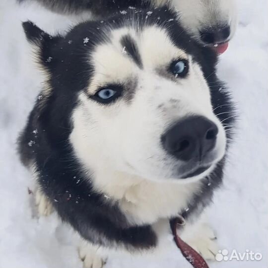 Сибирский хаски