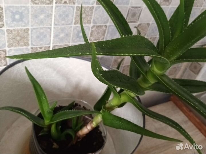 Комнатные цветы алоэ