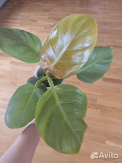 Филодендроны