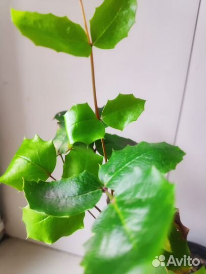 Магония падуболистная