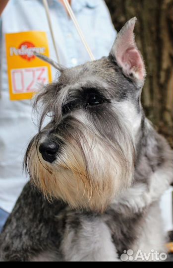 Цвергшнауцер