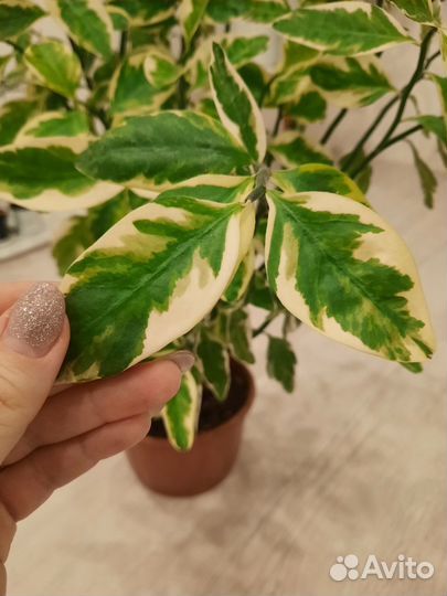 Педилантус