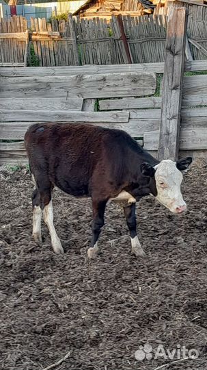 Продам 1 фото стельная корова,возраст 4 года