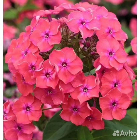 Флоксы сортовые