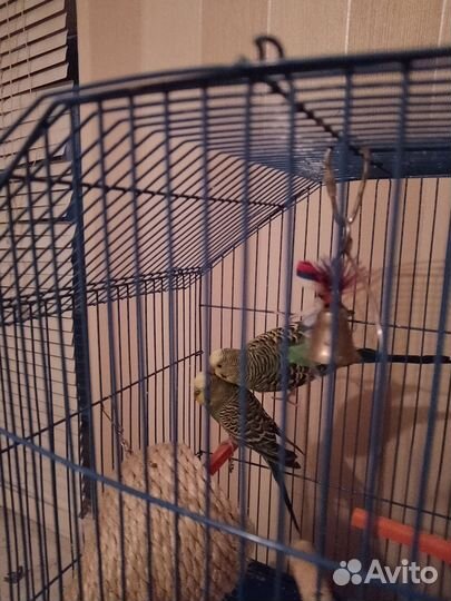 Попугаи Волнистые с Клеткой
