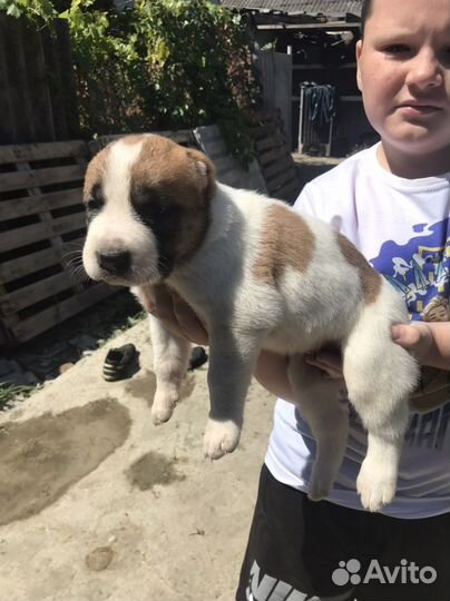 Среднеазиатская овчарка алабай щенки