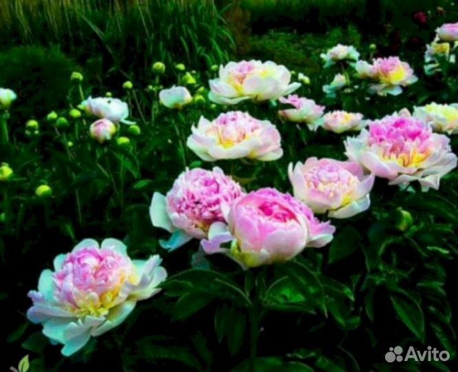 Пионы саженцы Распберри Сандей