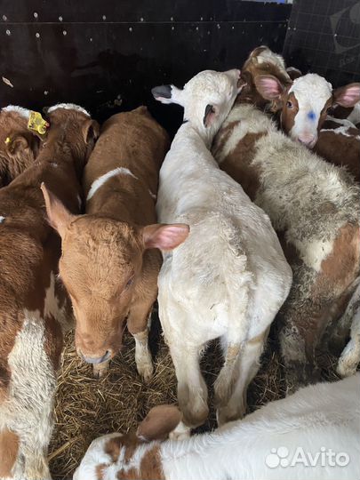 Бычки симменталы