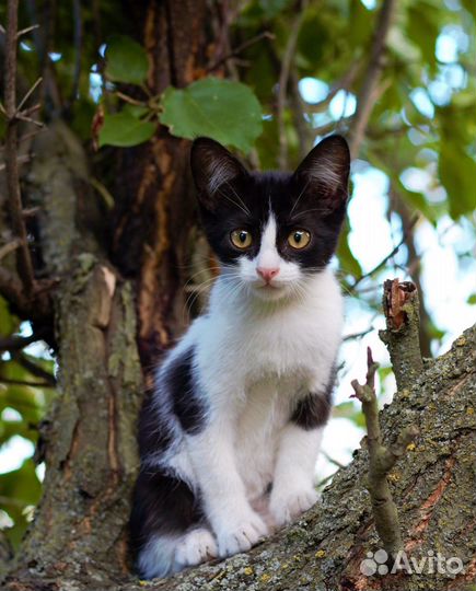 Котята бесплатно