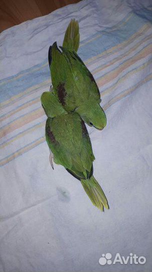 Александрийский попугай