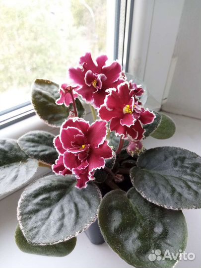 Фиалки, листья свежесрезанные