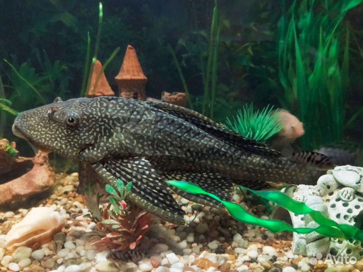 Рыба сомик