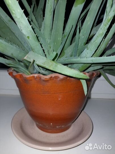 Алоэ вера лечебный