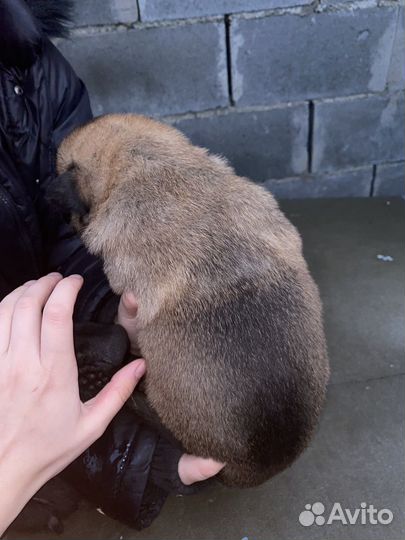 Продам щенков