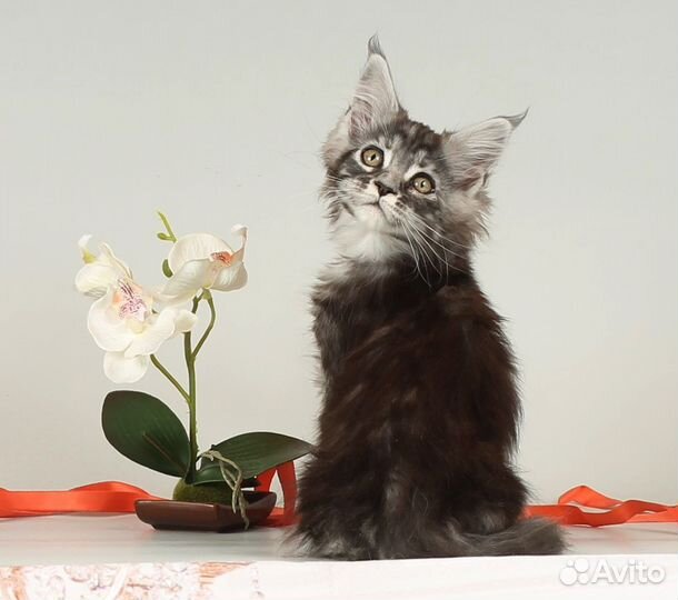 Мейн - кун котята