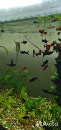 Аквариумные рыбки и растения