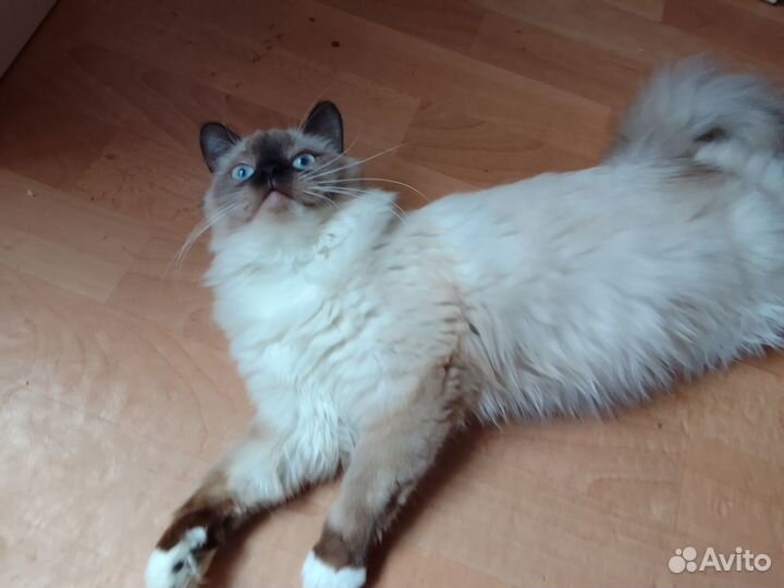Кошечка ищет друга