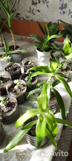 Фиалки, золотой ус, алоэ, комнатные растения