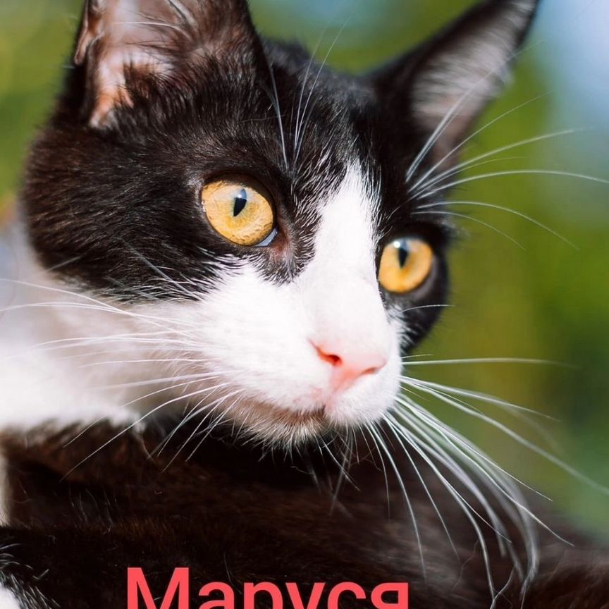 Котенок девочка Маруся