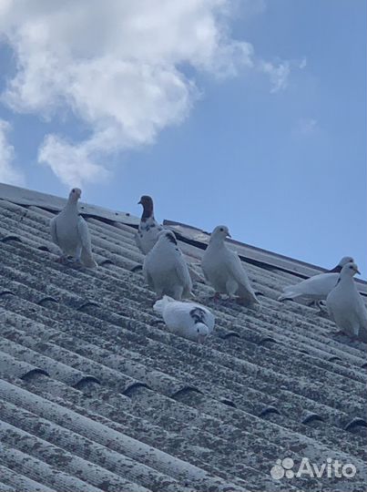 Молодые гривуны,бойные, белые голуби для свадьбы