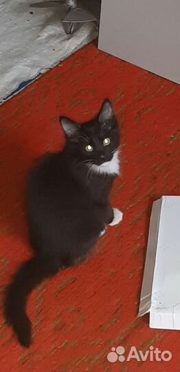 От сиамской кошки бесплатно