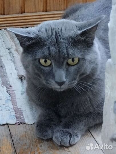 Кот