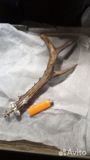 Рог косули вешалка