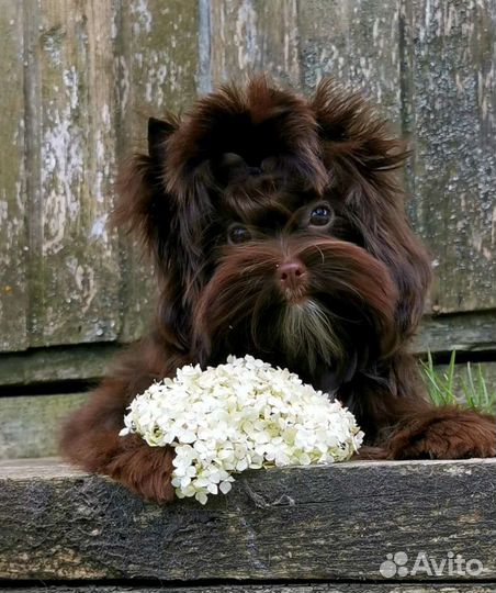 Шоколадная девочка