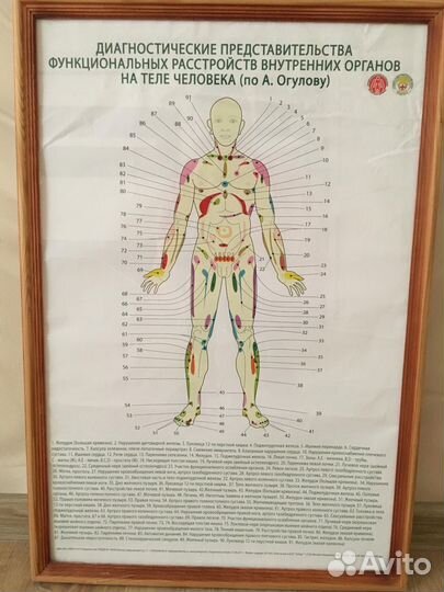 Плакаты анатомические Огулов