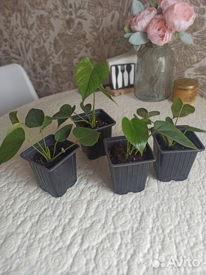 Антуриум ванила