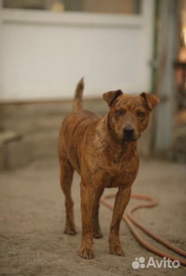 Ласковая тигрица для семьи