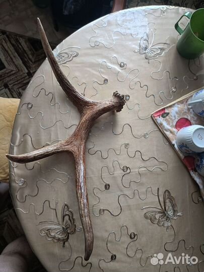 Продам рога лося