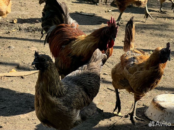 Куры Лакеданзи