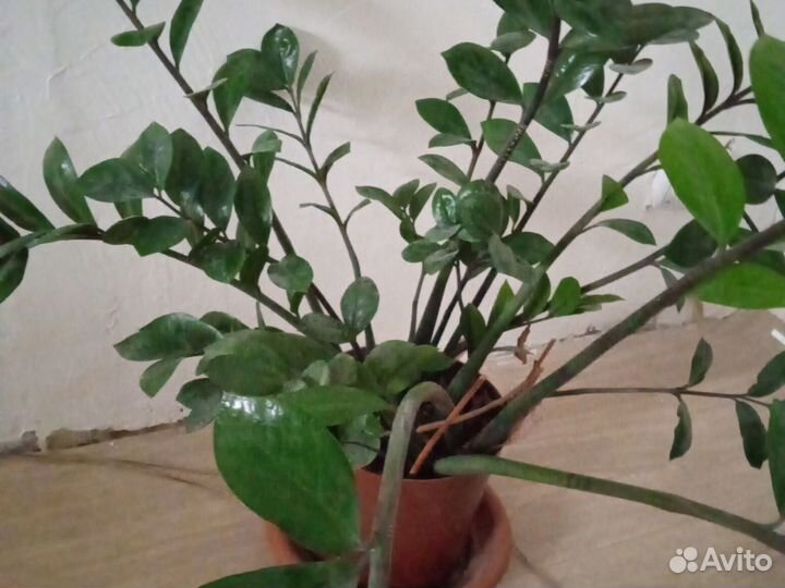 Замиокулькас